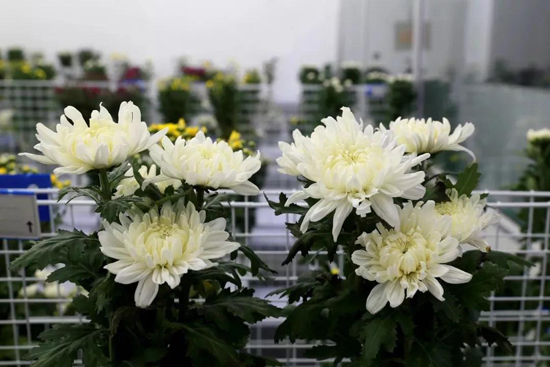 上海墓地：年销售逾3亿，这家企业用一枝菊花撬动生命文化产业链