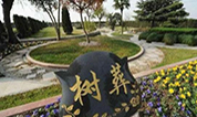 上海墓地 | 带您了解树葬的来龙去脉