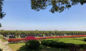 上海墓地|上海便宜墓地大揭秘,选购墓地必备指南!