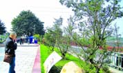 推广生态墓地葬应在契合人们传统观念上做文章