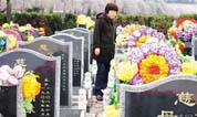 墓地追思,鲜花寄情