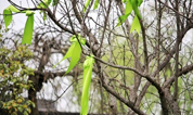 清明祭扫.上海墓地提倡安全.文明.环保.平安