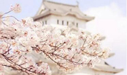 上海墓地：生命是一场盛大的交付
