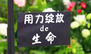 上海福寿园墓地：夏天的意义，不顾一切去美丽