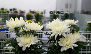 上海墓地：年销售逾3亿，这家企业用一枝菊花撬动生命文化产业链