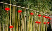 上海至尊园墓地.至尊礼仪|元宵佳节，心意相连