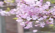 购墓立享 | 上海海湾园墓地2022年第一波优惠福利！