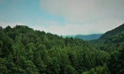上海墓地：国内殡葬市场分析