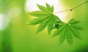 上海墓地 | 绿色殡葬之浅析
