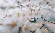 上海墓地 清明为什么要扫墓?这是我听过最好的答案