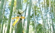 上海墓地|“身后事”花费不少,出台《殡葬法》的呼声越来越高