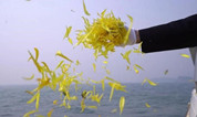 上海墓地 | 为什么要禁止私自海葬？海葬不是被称为绿色丧葬吗？